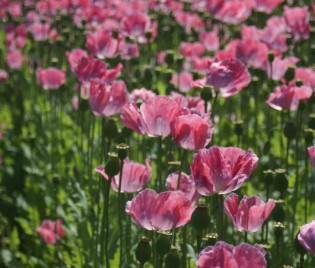 Schlafmohn-Feld