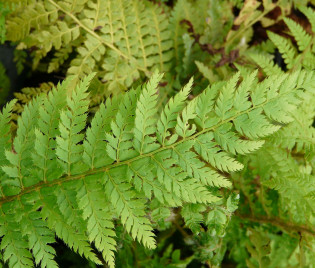 Polystichum setiferum ‘Proliferum Herrenhausen’