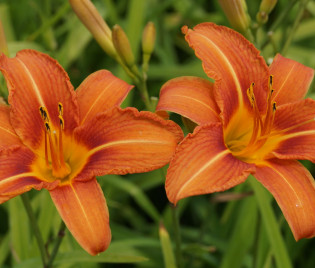 Hemerocallis fulva
