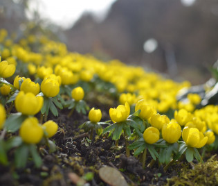 Eranthis hyemlalis