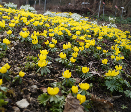 Eranthis hyemalis