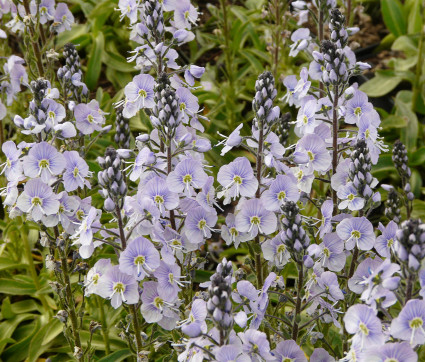 Veronica gentianoides 'Maihimmel' – Enzian-Ehrenpreis