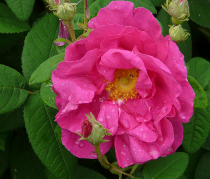 Rosa gallica 'Officinalis'