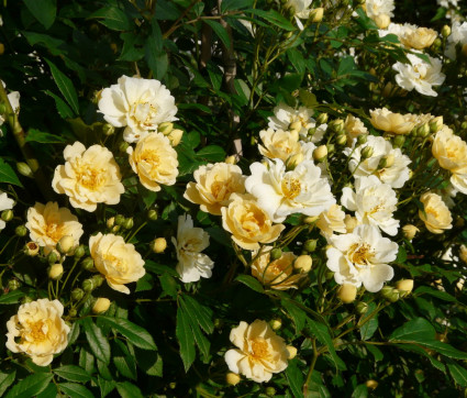 Rosa 'Goldfinch'