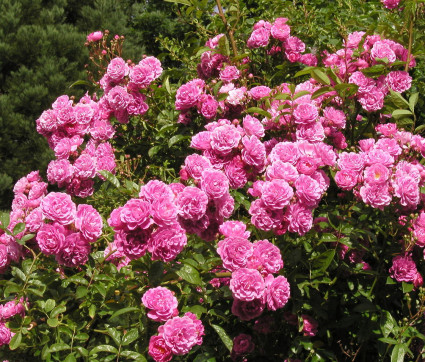 Rosa 'Taunusblümchen'