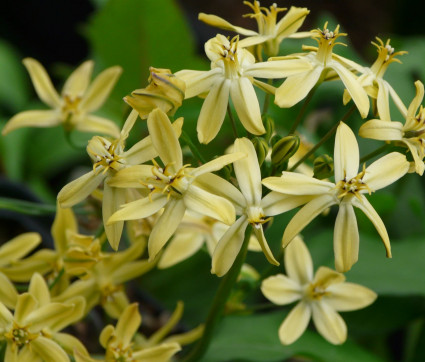 Triteleia ixoides 'Starlight'