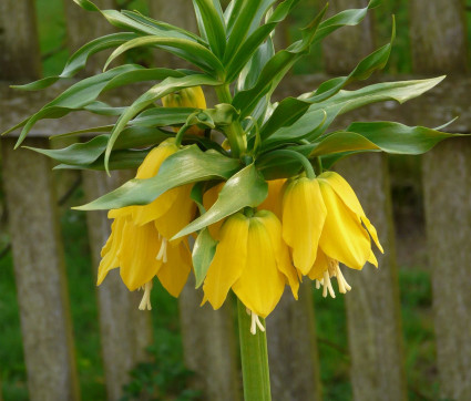 Fritillaria imperialis 'Lutea Maxima'