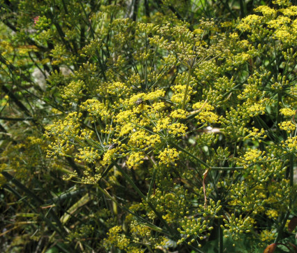 Foeniculum vulgare 'Rubrum'