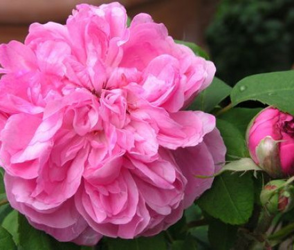 Rosa ‘Jacques Cartier’