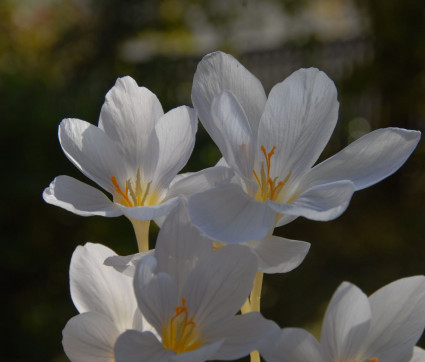 Crocus pulchellus ‘Zephyr’
