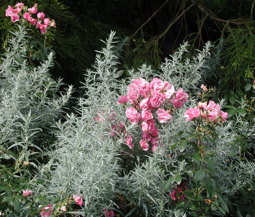 Artemisia ludoviciana ‘Silver Queen’ Artemisia ludoviciana ‘Silver Queen’