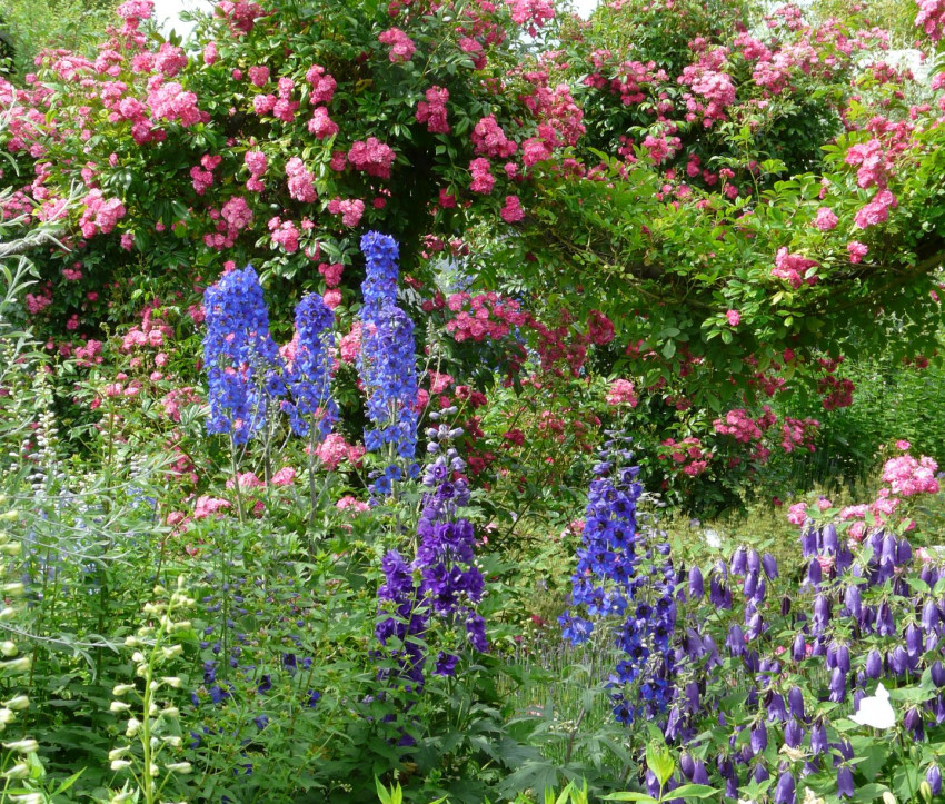 Delphinium-Stimmung Delphinium-Stimmung