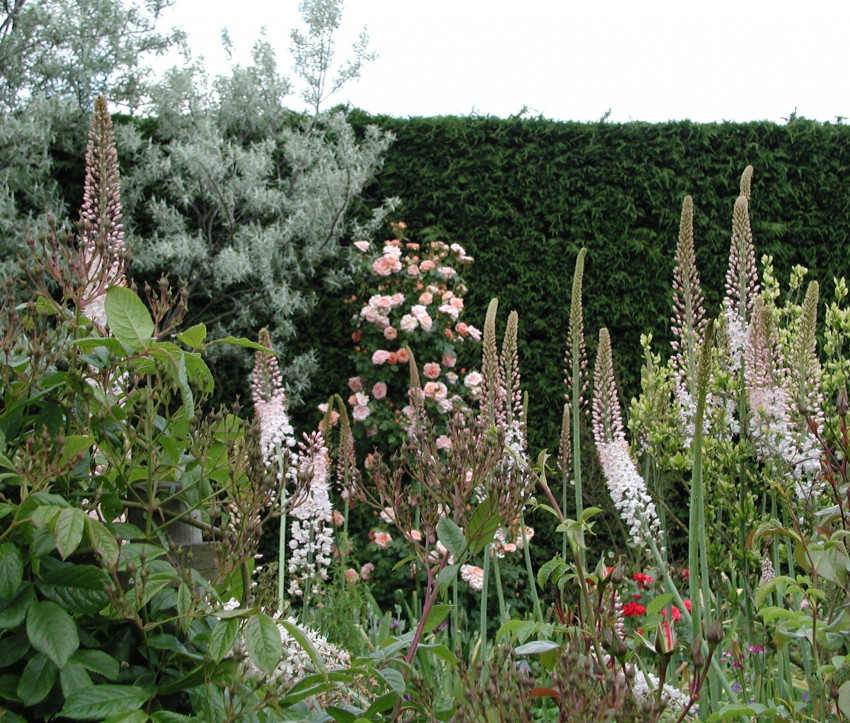 Eremurus robustus Eremurus robustus