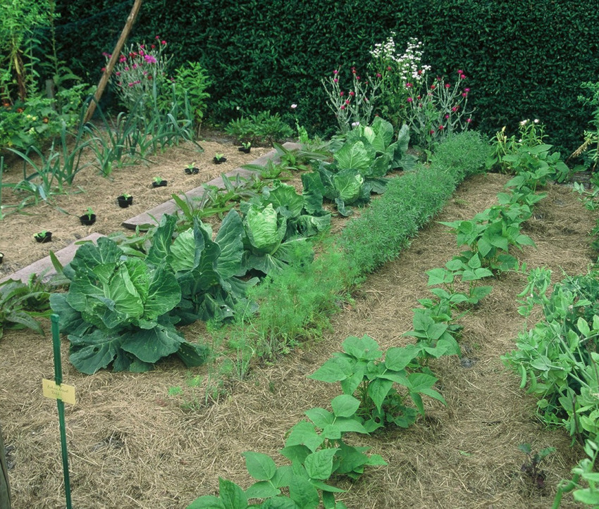 Mulch
