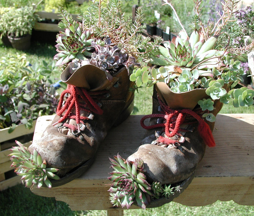 Sempervivum