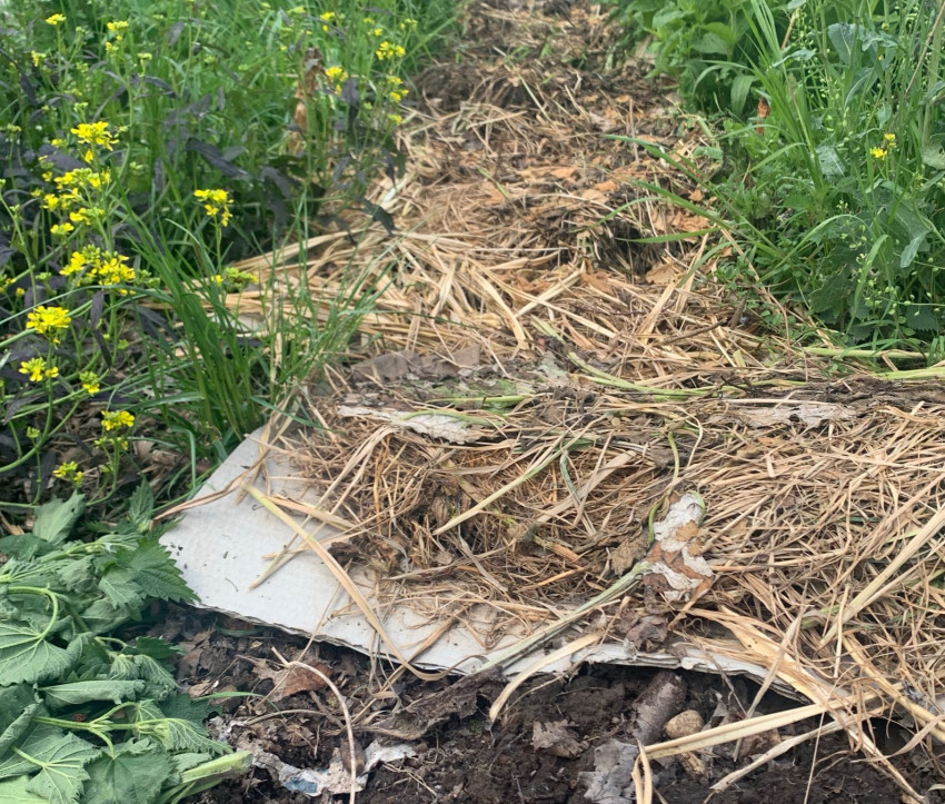 Der Abfallstoff Pappe kann im Permakulturgarten nutzbringend zur Bodenpflege eingesetzt werden. Der Abfallstoff Pappe kann im Permakulturgarten nutzbringend zur Bodenpflege eingesetzt werden.