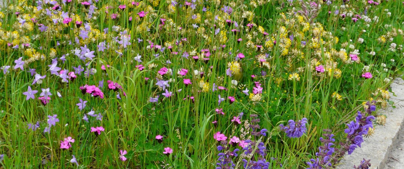 Blumenwiese im öffentlichen Grün